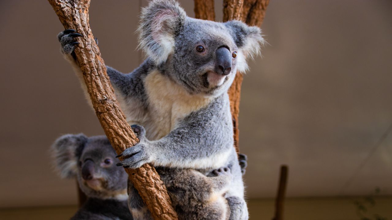 Wallpaper koala, animal, glance, branches