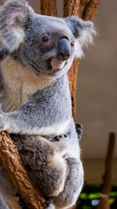 Preview wallpaper koala, animal, glance, branches