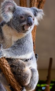 Preview wallpaper koala, animal, glance, branches