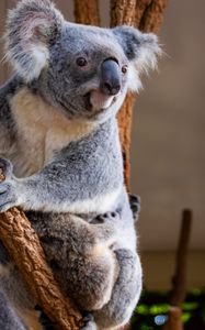 Preview wallpaper koala, animal, glance, branches