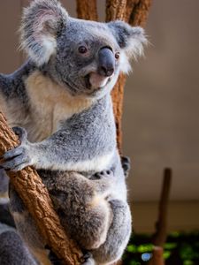 Preview wallpaper koala, animal, glance, branches