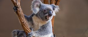 Preview wallpaper koala, animal, glance, branches