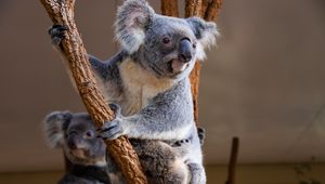 Preview wallpaper koala, animal, glance, branches