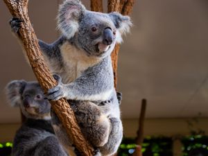 Preview wallpaper koala, animal, glance, branches