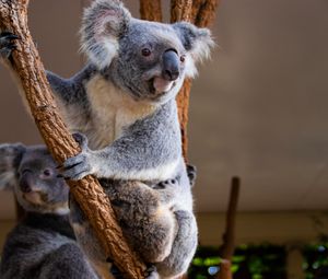 Preview wallpaper koala, animal, glance, branches