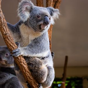 Preview wallpaper koala, animal, glance, branches