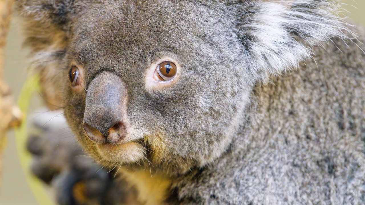 Wallpaper koala, animal, glance, tree
