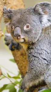 Preview wallpaper koala, animal, glance, tree