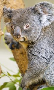 Preview wallpaper koala, animal, glance, tree