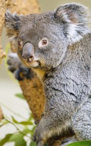 Preview wallpaper koala, animal, glance, tree