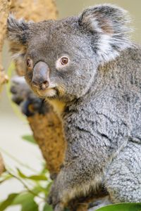 Preview wallpaper koala, animal, glance, tree