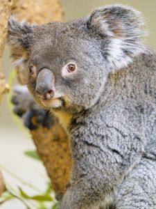 Preview wallpaper koala, animal, glance, tree