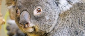 Preview wallpaper koala, animal, glance, tree