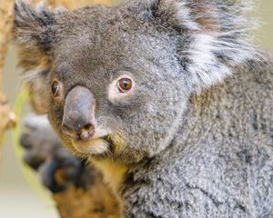 Preview wallpaper koala, animal, glance, tree