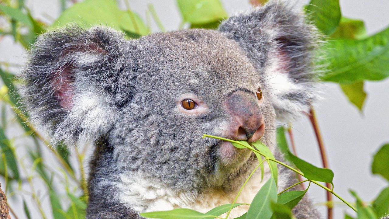 Wallpaper koala, animal, gray, branches