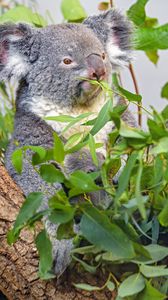 Preview wallpaper koala, animal, gray, branches