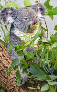 Preview wallpaper koala, animal, gray, branches