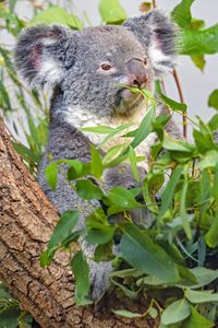 Preview wallpaper koala, animal, gray, branches