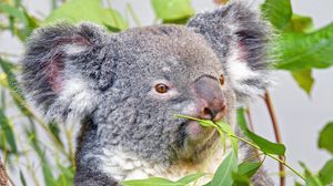 Preview wallpaper koala, animal, gray, branches