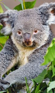 Preview wallpaper koala, animal, gray, wildlife