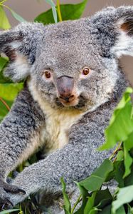 Preview wallpaper koala, animal, gray, wildlife