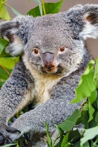 Preview wallpaper koala, animal, gray, wildlife