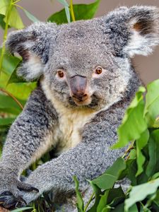 Preview wallpaper koala, animal, gray, wildlife