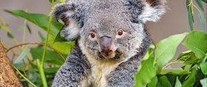 Preview wallpaper koala, animal, gray, wildlife