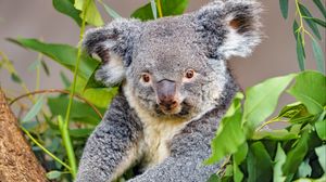 Preview wallpaper koala, animal, gray, wildlife