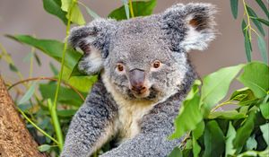 Preview wallpaper koala, animal, gray, wildlife