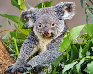 Preview wallpaper koala, animal, gray, wildlife