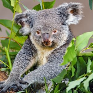 Preview wallpaper koala, animal, gray, wildlife