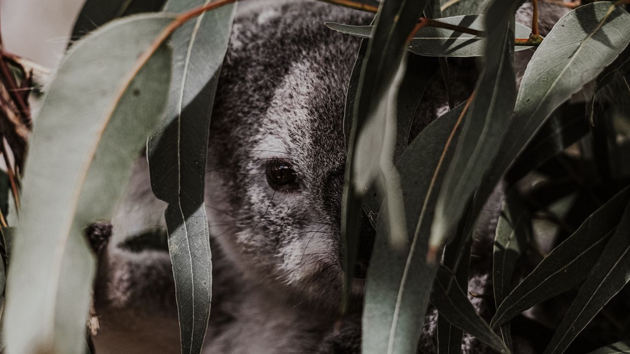 Wallpaper koala, animal, gray, branches, leaves