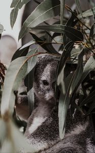 Preview wallpaper koala, animal, gray, branches, leaves