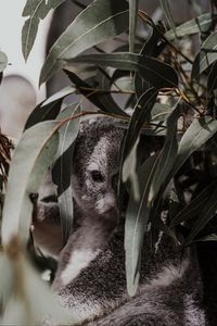 Preview wallpaper koala, animal, gray, branches, leaves