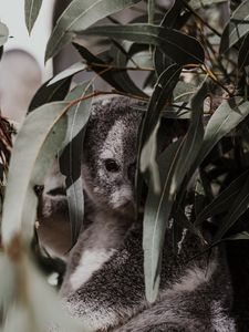 Preview wallpaper koala, animal, gray, branches, leaves