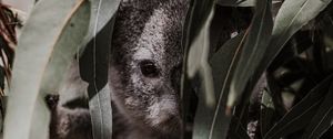 Preview wallpaper koala, animal, gray, branches, leaves