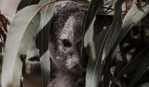 Preview wallpaper koala, animal, gray, branches, leaves