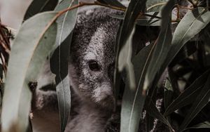 Preview wallpaper koala, animal, gray, branches, leaves