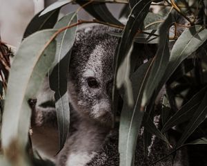 Preview wallpaper koala, animal, gray, branches, leaves