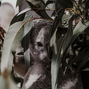 Preview wallpaper koala, animal, gray, branches, leaves