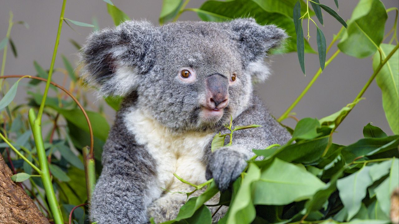 Wallpaper koala, animal, gray, eucalyptus, leaves, wildlife