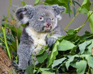 Preview wallpaper koala, animal, gray, eucalyptus, leaves, wildlife