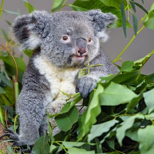 Preview wallpaper koala, animal, gray, eucalyptus, leaves, wildlife