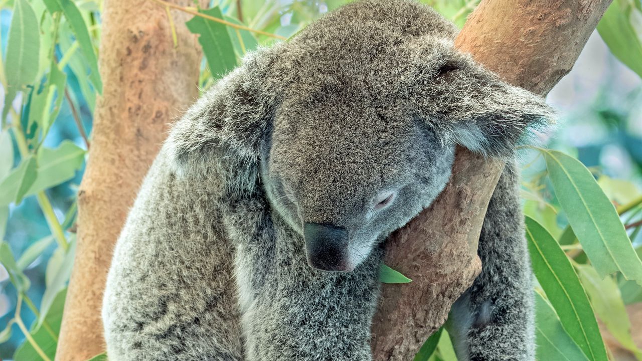 Wallpaper koala, animal, gray, sleep, tree