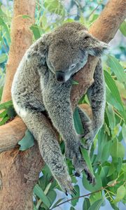 Preview wallpaper koala, animal, gray, sleep, tree