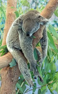 Preview wallpaper koala, animal, gray, sleep, tree