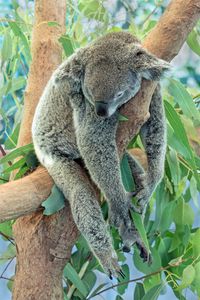 Preview wallpaper koala, animal, gray, sleep, tree