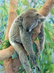 Preview wallpaper koala, animal, gray, sleep, tree