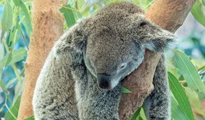 Preview wallpaper koala, animal, gray, sleep, tree